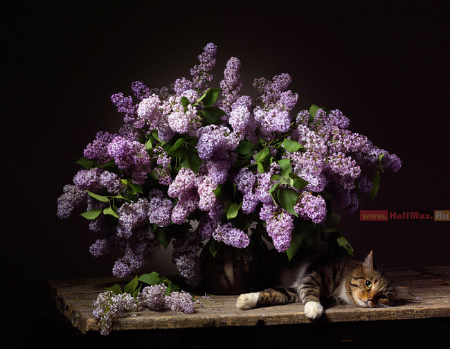 Halfmax photographer /Poluboyarinov Maxim/. Flowers. Без названия